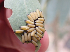 Paropsisterna cloelia