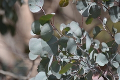 Eucalyptus polyanthemos