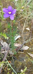Cheiranthera linearis