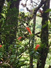 Columnea glabra