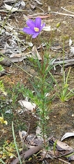 Cheiranthera linearis