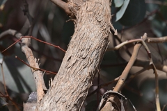 Eucalyptus polyanthemos