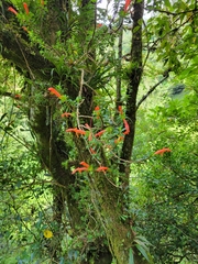 Columnea glabra
