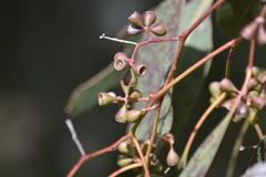 Eucalyptus polyanthemos