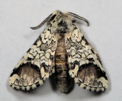 Pseudorethona albicans