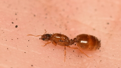 Solenopsis molesta