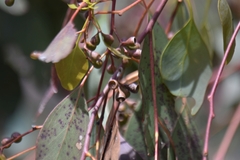 Eucalyptus polyanthemos