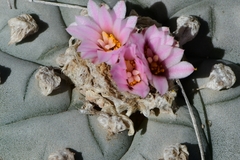 Lophophora williamsii