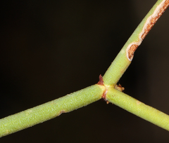 Eriogonum heermannii
