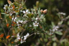 Leptospermum laevigatum