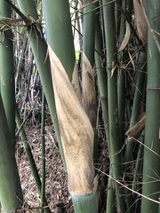 Bambusa oldhamii