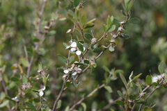 Leptospermum laevigatum