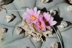 Lophophora williamsii