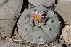 Lophophora williamsii