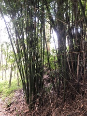 Bambusa oldhamii