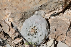 Lophophora williamsii