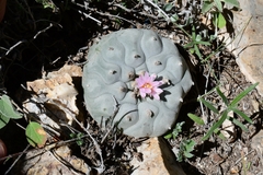 Lophophora williamsii