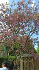 Chionanthus pubescens