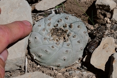 Lophophora williamsii