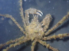 Pyromaia tuberculata