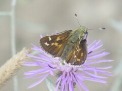 Hesperia comma