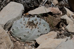 Lophophora williamsii