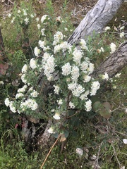 Pimelea linifolia