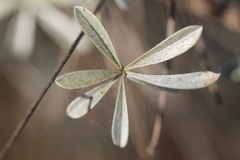 Lupinus albifrons