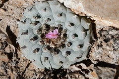 Lophophora williamsii