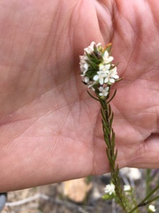 Lachnaea diosmoides