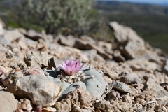 Lophophora williamsii