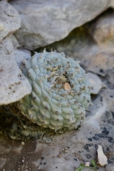 Lophophora williamsii