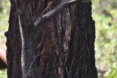 Eucalyptus sideroxylon