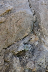 Lophophora williamsii