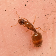Solenopsis molesta