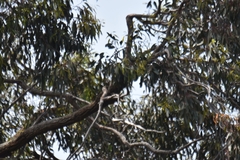 Eucalyptus sideroxylon