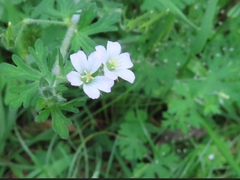 Geranium potentilloides