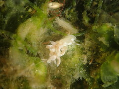 Trinchesia albocrusta