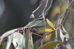 Eucalyptus sideroxylon