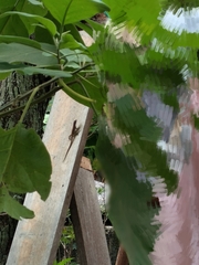 Anolis