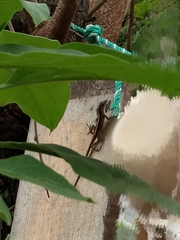 Anolis