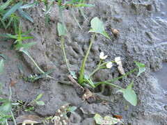 Sagittaria montevidensis