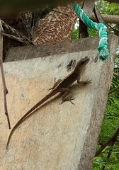 Anolis