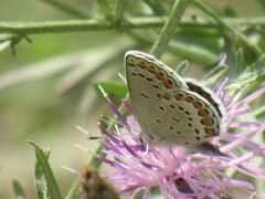 Plebejus melissa