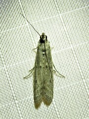 Homoeosoma electella