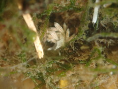 Trinchesia albocrusta