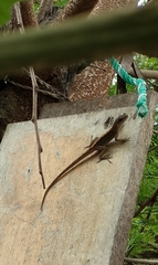 Anolis