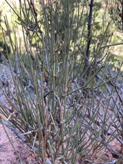 Ephedra viridis