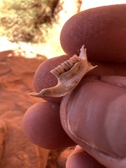 Rodentia