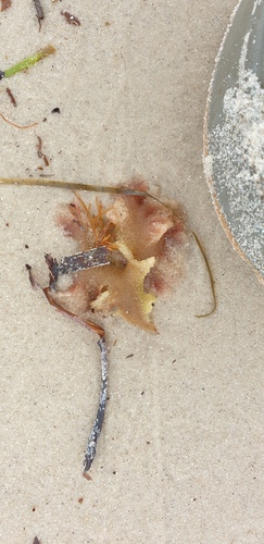 Haloplegma preissii, 2022-10-31